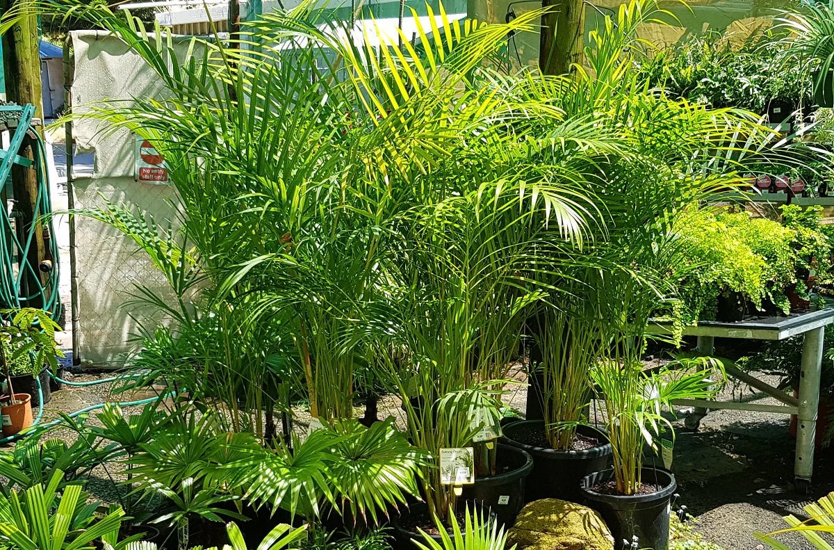 Palma Areca - Vista 4